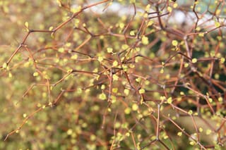 Muehlenbeckia astonii (tororaro) with a tangle of thin, interlacing red-brown stems carrying small, pale yellow-green leaves against a soft blurred background.