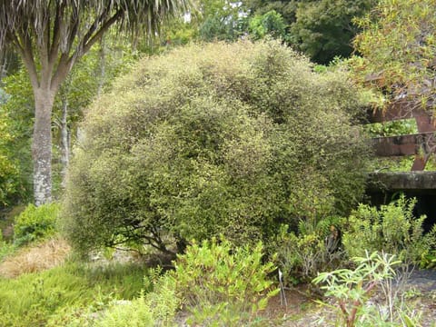 Muehlenbeckia astonii
