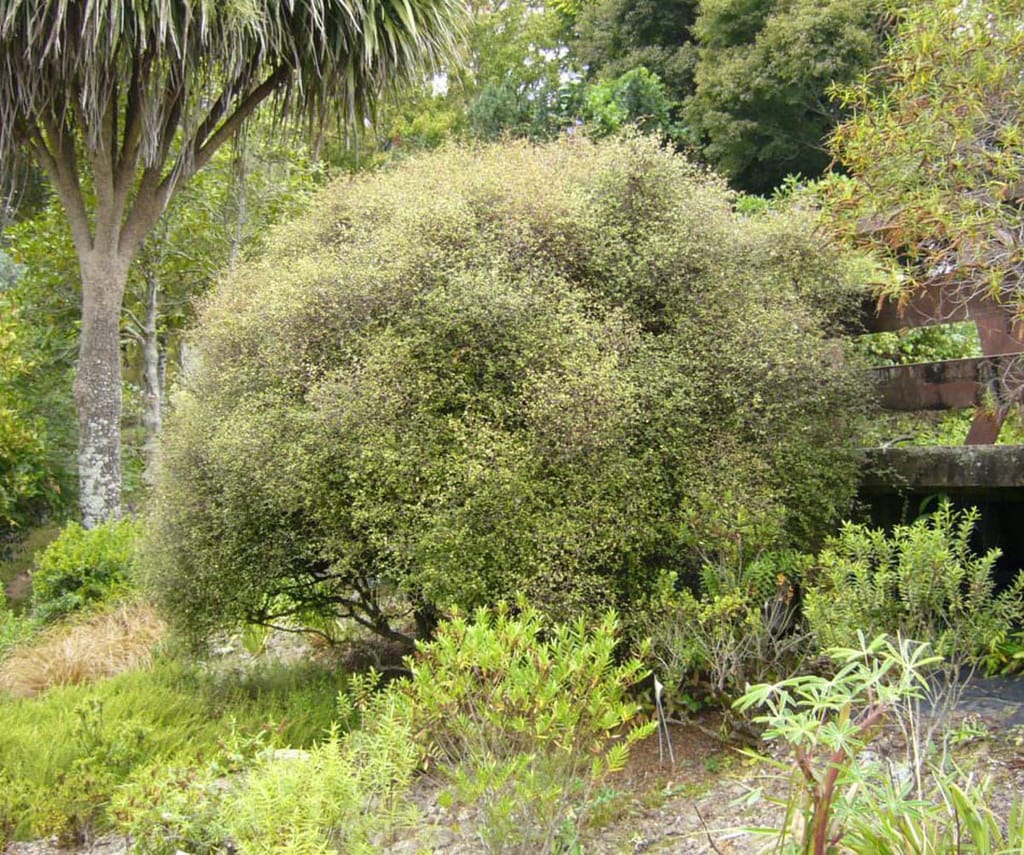 Muehlenbeckia astonii (tororaro), a dense, rounded shrub of fine interlacing stems and small leaves, growing in a garden beside a cabbage tree.