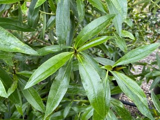 Close-up of Myoporum laetum (ngaio) foliage, showing glossy, narrow green leaves with fine speckling radiating from the stems, with potted plants and gravel behind.