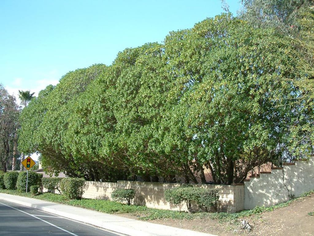 Row of dense, rounded Myoporum laetum (ngaio) trees with green foliage growing behind a low rendered wall beside a footpath and road.