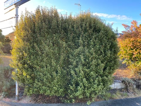Myrsine australis