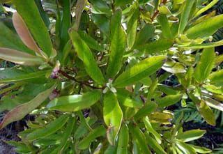 Myrsine salicina (toro) foliage up close, with long, narrow, glossy green leaves on reddish-brown stems and small pale buds, ferns behind.