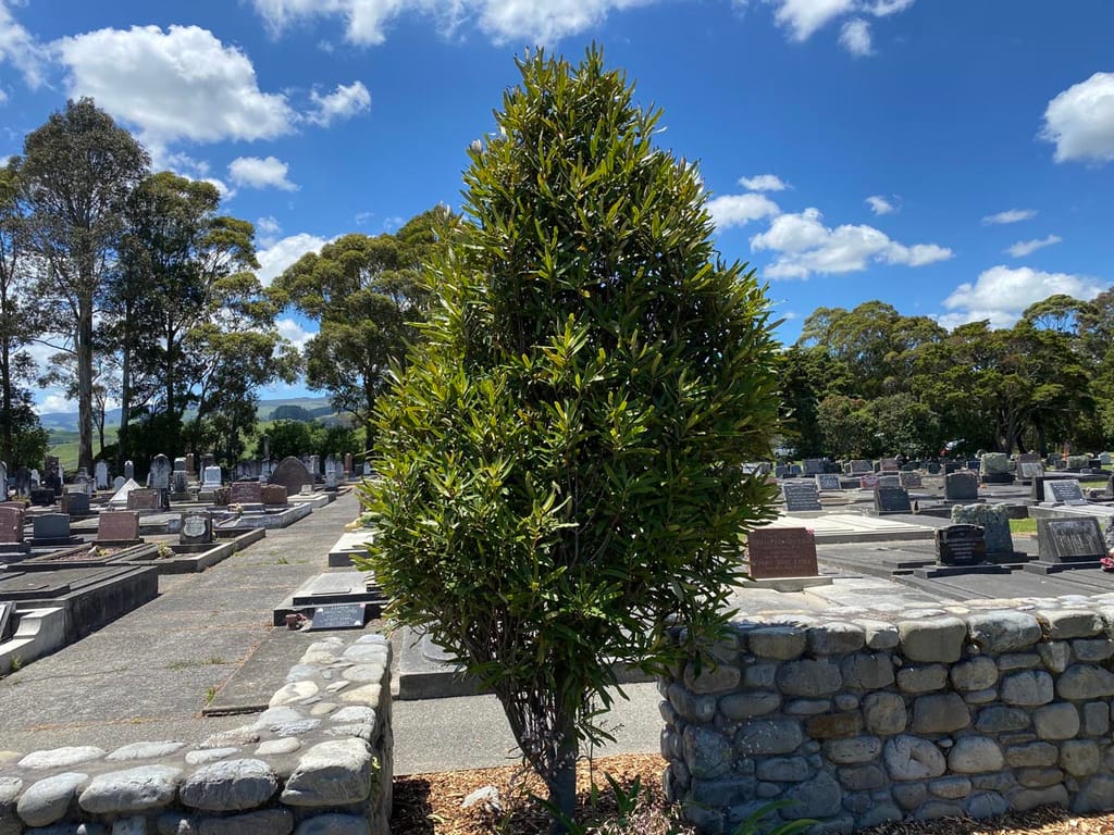 Myrsine salicina (toro), a young upright evergreen with dense, narrow glossy leaves, planted between stone walls in a cemetery under a blue sky.