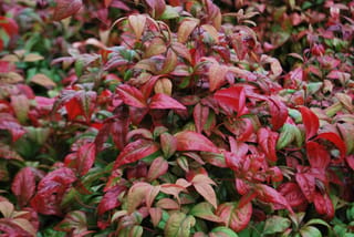 Dense foliage of Nandina domestica 'Fire Power' (Nandina), with glossy leaves in vivid red and crimson blending into green and bronze tones.