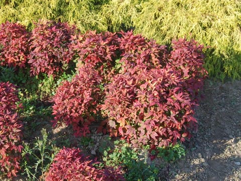 Nandina domestica 'Fire Power'