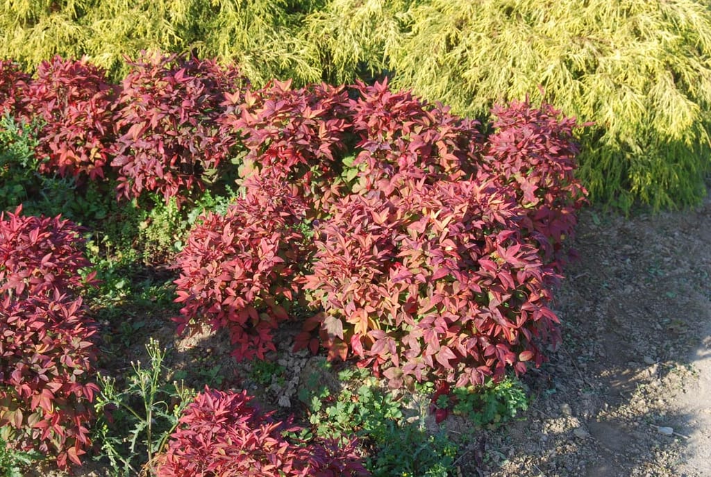 Nandina domestica 'Fire Power' (Nandina), compact mounding shrubs with vivid red and orange foliage, planted in a garden bed beside golden-yellow conifer foliage.