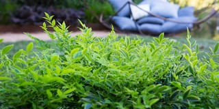 Nandina domestica 'Lemon-Lime' shrub with bright lime-green new foliage over darker leaves, in a garden with a blurred hanging chair and cushions behind.