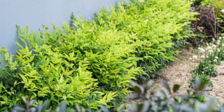 Nandina domestica 'Lemon-Lime' shrubs forming a low hedge of bright lime-green foliage beside a pale wall, with white flowers and mulch nearby.