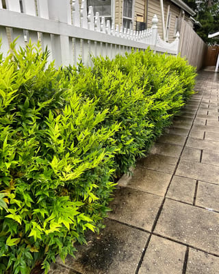 Nandina domestica 'Lemon-Lime' hedge with bright lime-green new growth, planted along a white picket fence beside a paved path.