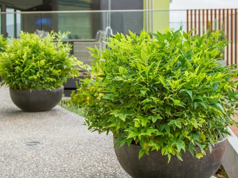 Nandina domestica 'Lemon-Lime'