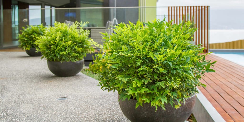 Nandina domestica 'Lemon-Lime' (Nandina), compact rounded shrubs with bright lime-green foliage in dark bowl-shaped pots on a patio beside a timber deck.