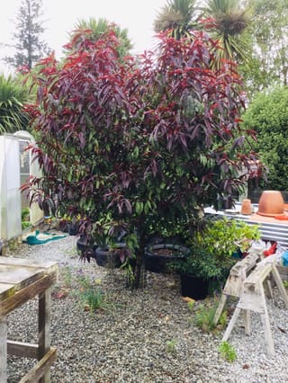 Nectarine 'Mabel' tree with burgundy-purple and red foliage on a single trunk, growing in a gravelled nursery yard with pots and cabbage trees behind.