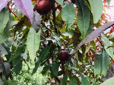 Nectarine 'Mabel'