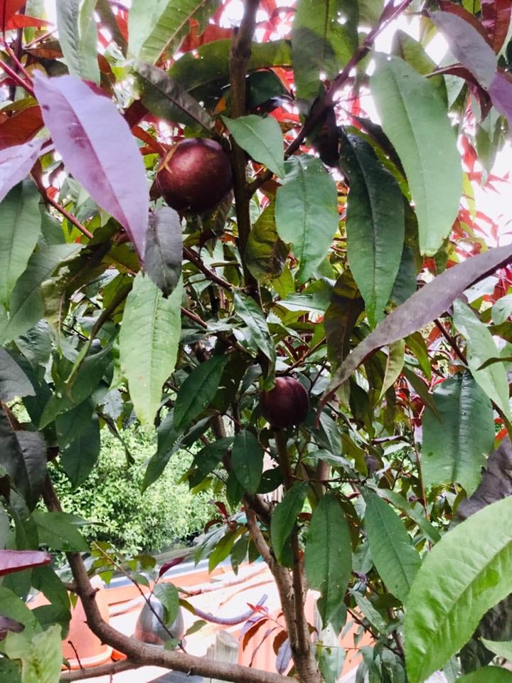 Nectarine 'Mabel' tree with dark purple-skinned fruit hanging among green and burgundy-tinged leaves, with red new growth behind.