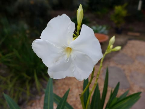 Nerium oleander 'Madonna'