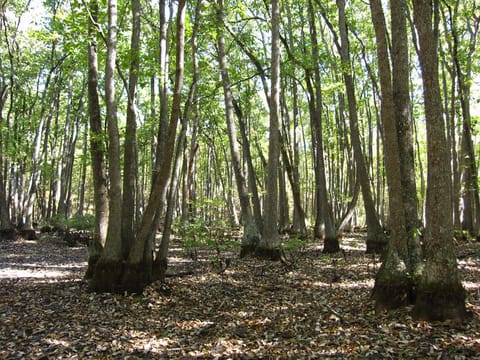 Nyssa biflora