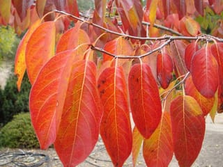 Nyssa sinensis (Chinese Tupelo) branch with large oval leaves in autumn shades of bright red, orange and yellow, hanging against a blurred garden.