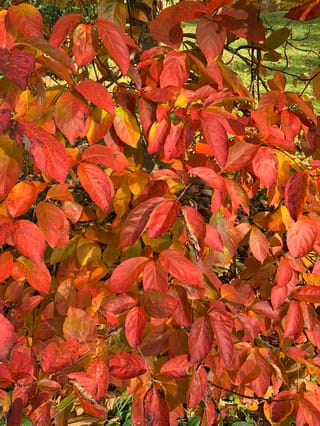 Nyssa sinensis (Chinese Tupelo) foliage in autumn, with dense oval leaves in red, orange and yellow on slender branches above a grassy lawn.