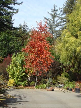 Nyssa sinensis (Chinese Tupelo) in autumn, a slender tree with bright orange-red foliage in a garden beside a driveway, surrounded by conifers.