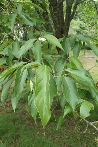 Nyssa sinensis (Chinese Tupelo) branch with large, glossy green oval leaves tapering to points, hanging in front of a dark, lichen-marked trunk.