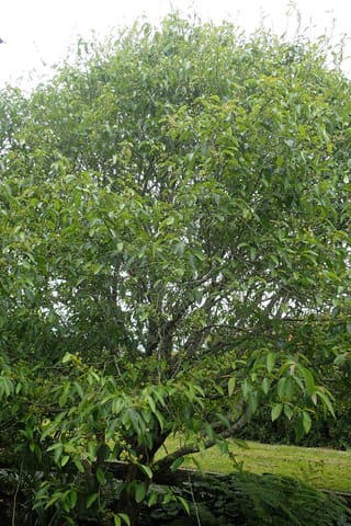 Nyssa sinensis (Chinese Tupelo) as a multi-stemmed tree with dense green foliage and small flower clusters, growing beside a lawn and ferns.