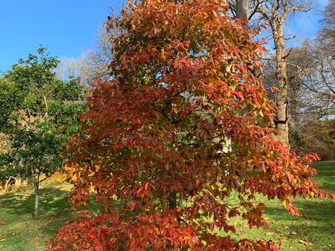 Nyssa sinensis