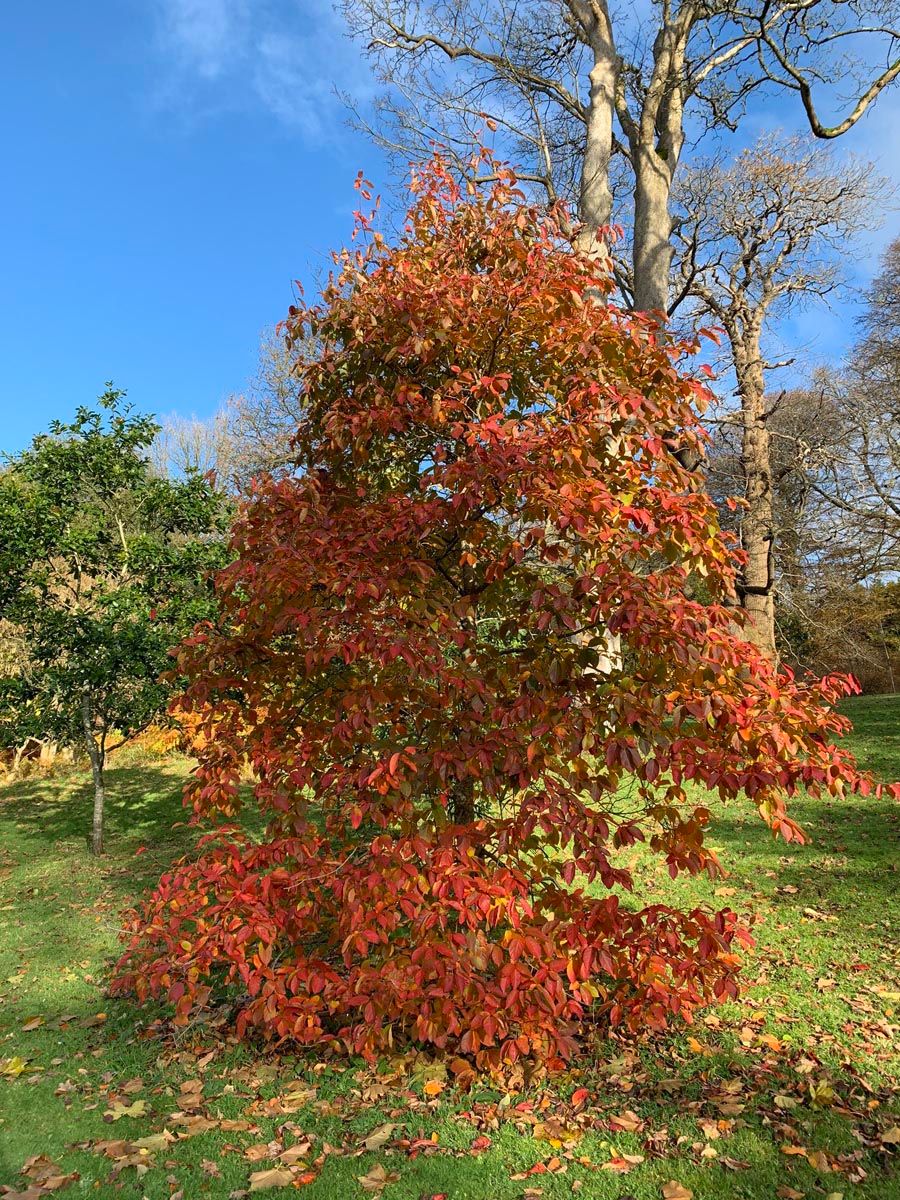 Nyssa sinensis (Chinese Tupelo) in autumn, a young tree with dense orange, red and yellow foliage on a lawn under blue sky.