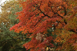 Nyssa sylvatica (Black Tupelo) in autumn, with spreading dark branches carrying scarlet and orange leaves, set against green pines and golden foliage.