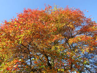 Nyssa sylvatica (Black Tupelo) canopy seen from below, with red, orange and yellow autumn leaves on spreading branches against a clear blue sky.