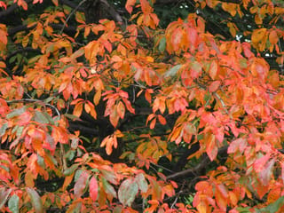 Nyssa sylvatica (Black Tupelo) branches with autumn foliage in scarlet, orange and yellow, a few leaves still green, against dark bark.