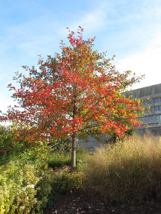 Nyssa sylvatica (Black Tupelo), a young tree with a single trunk and red, orange and green autumn foliage, planted among grasses and shrubs.