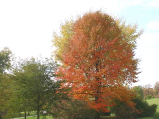 Nyssa sylvatica (Black Tupelo) in autumn, a large tree with dense orange-red foliage and yellow-green edges, standing in a grassy park.