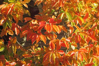 Nyssa sylvatica 'Autumn Cascade' (Black Tupelo) foliage in autumn, with glossy leaves in scarlet, orange and yellow, some still green, against a dark wall.
