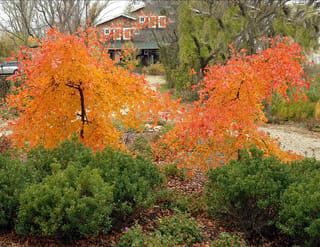 Nyssa sylvatica 'Autumn Cascade' (Black Tupelo), two small weeping trees with orange and red autumn foliage above green shrubs in a garden.