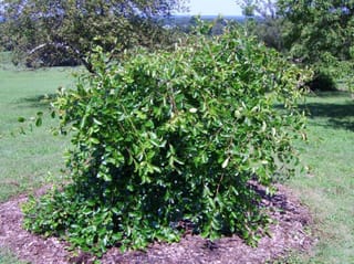 Nyssa sylvatica 'Autumn Cascade' (Black Tupelo), a young shrubby tree with glossy green leaves and arching, weeping branches, on a mulched circle in a lawn.