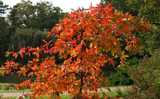 Nyssa sylvatica 'Autumn Cascade' (Black Tupelo), a young tree with fiery red, orange and green autumn foliage beside a pond and a weeping willow.