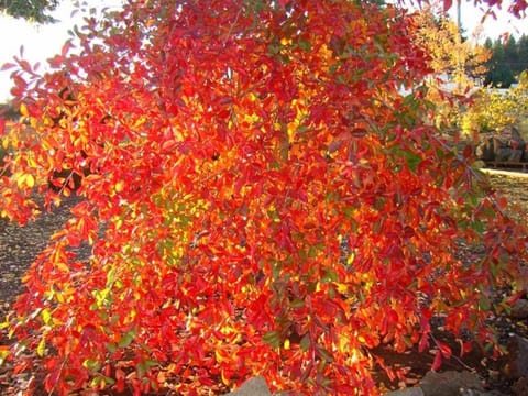 Nyssa sylvatica 'Autumn Cascade'