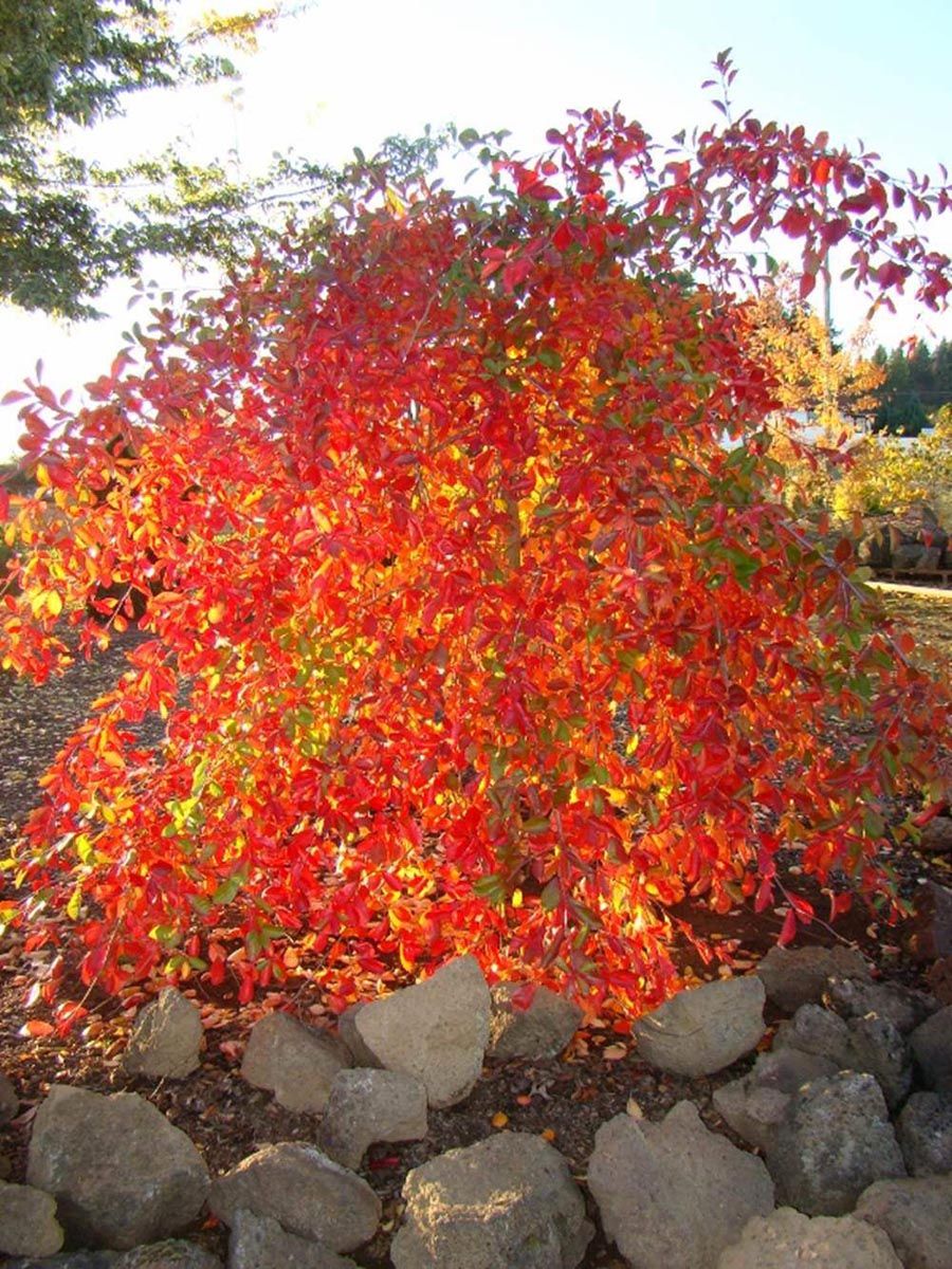 Nyssa sylvatica 'Autumn Cascade' (Black Tupelo), a small tree with drooping branches and glowing scarlet, orange and yellow autumn leaves, ringed by rocks.