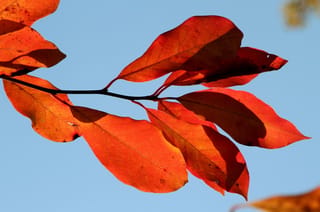 Nyssa sylvatica 'Sheffield Park' (Black Tupelo) branch with glossy orange-red autumn leaves on a slender dark stem, against a clear blue sky.