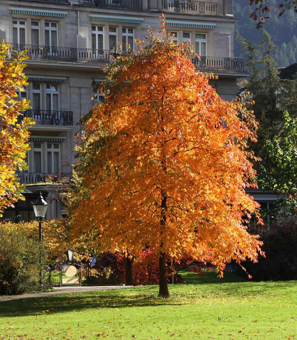 Nyssa sylvatica 'Sheffield Park' (Black Tupelo), a single tree with dense orange autumn foliage on a lawn in front of a stone building.