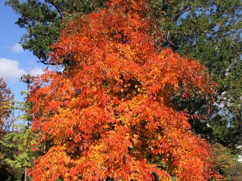 Nyssa sylvatica
