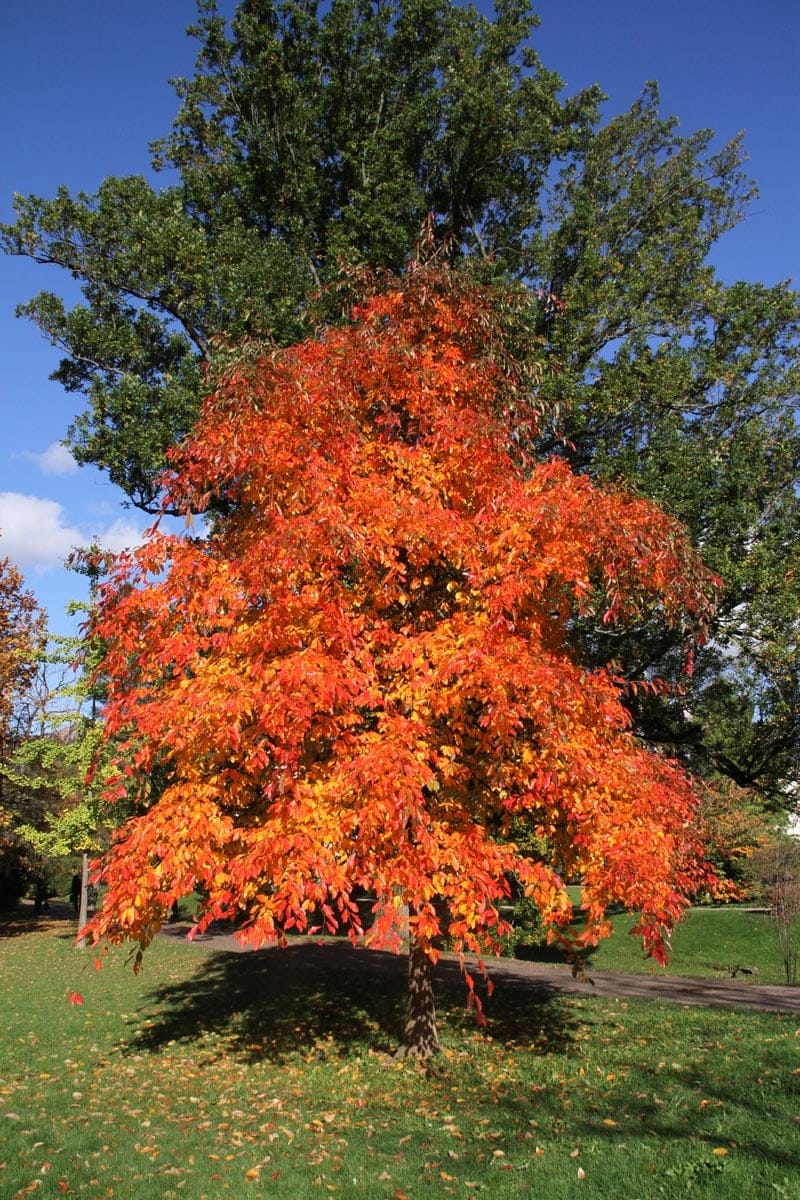 Nyssa sylvatica (Black Tupelo) in autumn, a tree with drooping branches of scarlet, orange and yellow leaves, standing on a lawn beneath a blue sky.