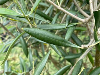 Close-up of Olea europaea 'El Greco' olive foliage, showing narrow dark green leaves with paler undersides on slender grey-brown branches.