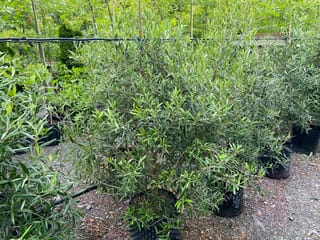 Olea europaea 'El Greco' olive, a bushy grey-green evergreen with narrow leaves, growing in a black planter bag on gravel at a nursery.