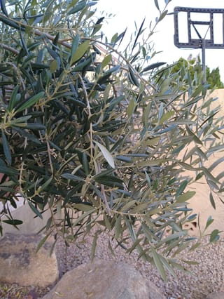 Olea europaea (olive) branches with narrow grey-green leaves, silvery undersides and slender stems, hanging over gravel and boulders beside a rendered wall.
