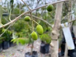 Olea europaea 'Frantoio' olive with small green unripe fruit hanging from a slender branch, with potted nursery plants blurred behind.