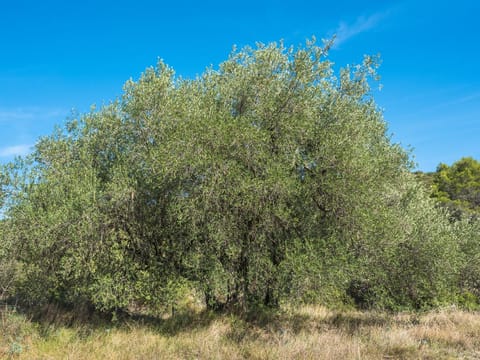 Olive 'Frantoio'