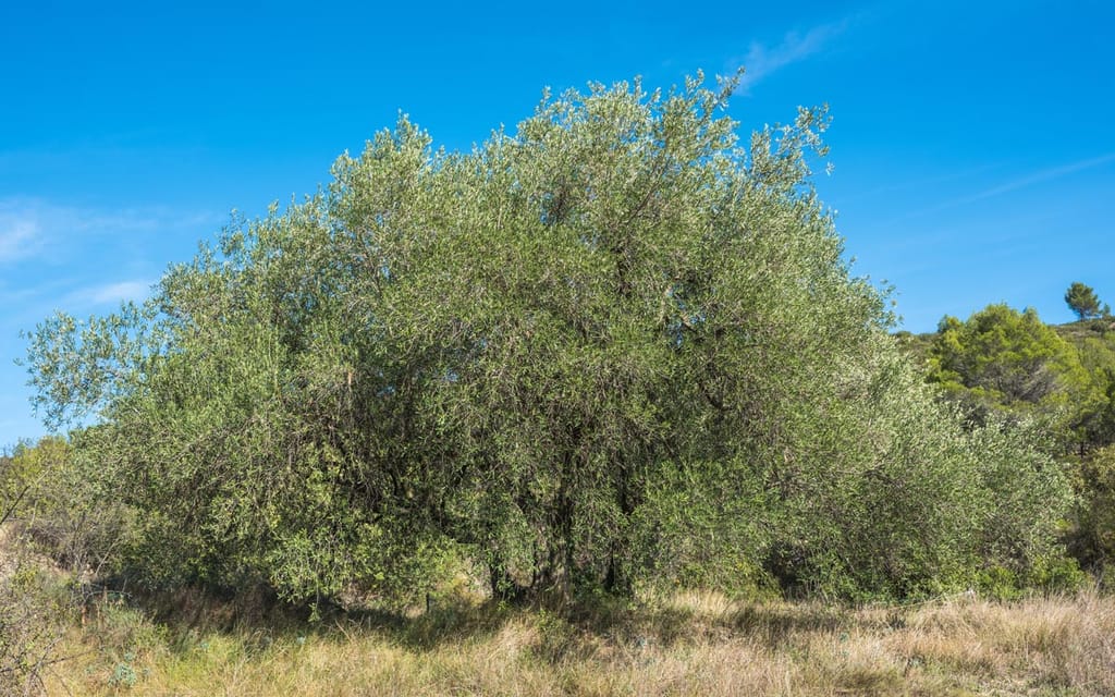Olea europaea 'Frantoio' olive tree with a broad, rounded canopy of silvery-green foliage, growing in dry grass under a clear blue sky.