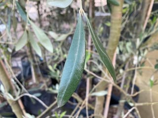 Close-up of two narrow, dark green leaves of Olea europaea 'J5' olive hanging from a stem, with potted olive stems blurred behind.